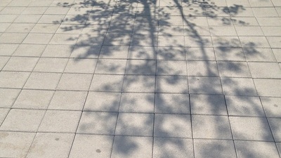 木の影.jpg